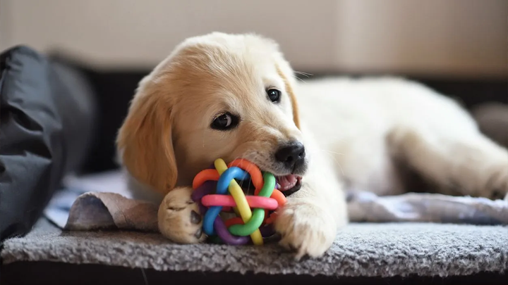 The Benefits of Interactive Toys for Your Pet’s Mental and Physical Health