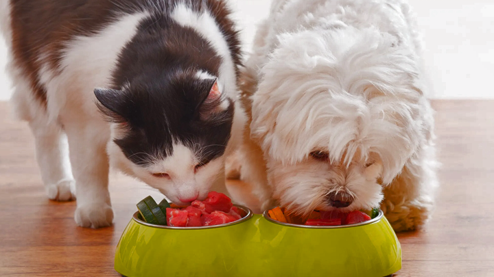 How to Choose the Best Food for Your Pet: A Complete Guide